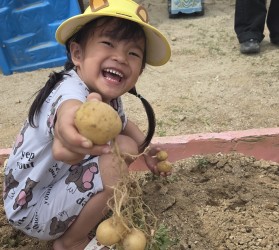 [공주] 새싹이네 감자…